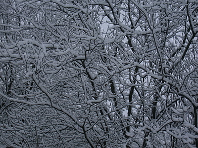 trä, grenar, snö, snöig, vit, vinter, träd