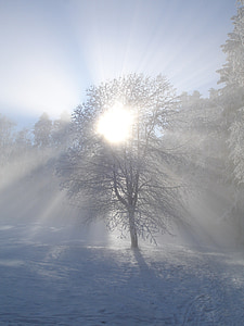 zimsko sonce, pozimi, sonce, drevo, sneg, sončne svetlobe, nazaj luči