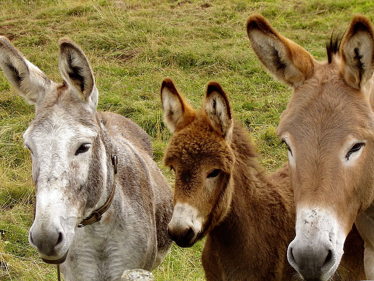 donkeys, animals, family, animal, farm, nature, mammal