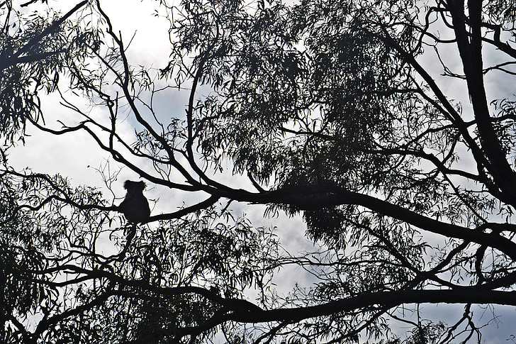 Koala, Raymond ön, Australien, Eucalyptus, eukalyptusträd, Koala Björn, Phascolarctos cinereus