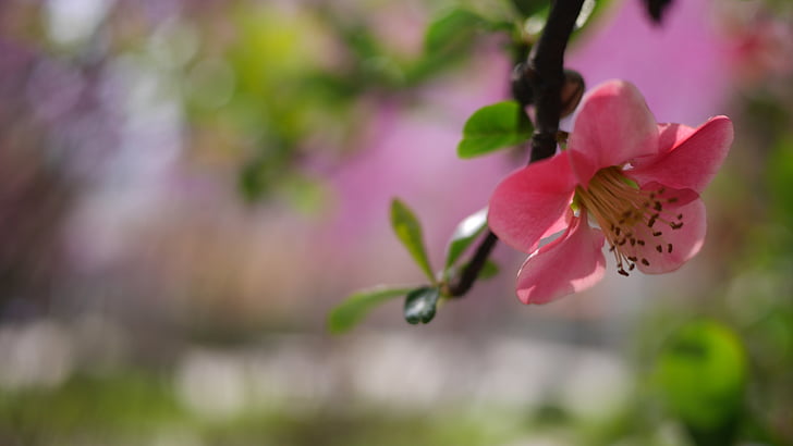 forår, blomst, åbne, natur, lyserød farve, plante, close-up