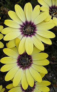 Afrikaanse daisy, bloem, geel, natuur, plant, zomer, Petal