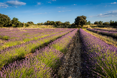 levandula, campo, púrpura, campo de levanduľové, país, sur de Francia, flores