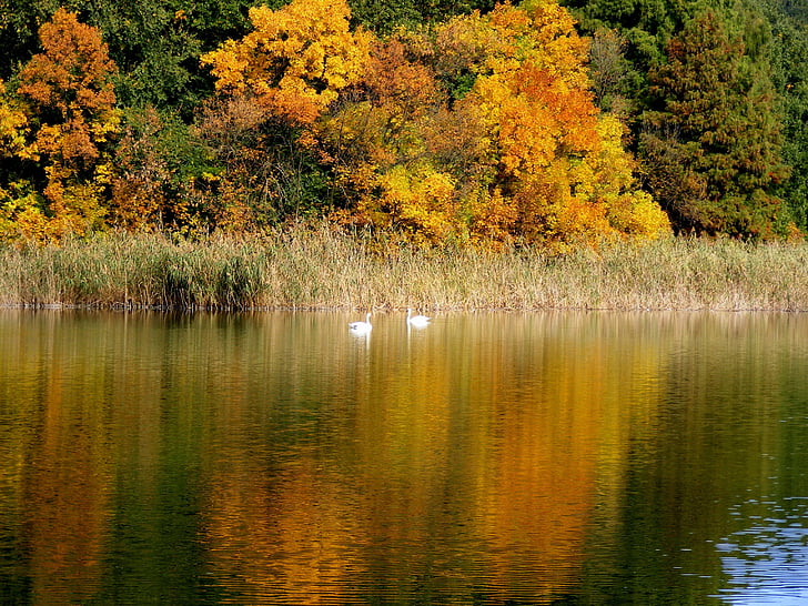 jesień, krajobraz, Jezioro, łabędzie, drzewa, liść, lustro