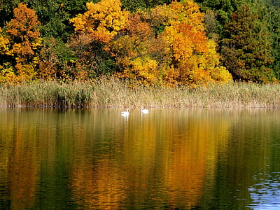 otoño, paisaje, Lago, cisnes, árboles, hoja, espejo