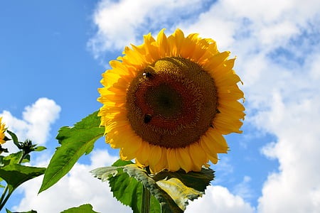 Сонце квітка, бджоли, небо, синій, хмари, жовтий, закрити