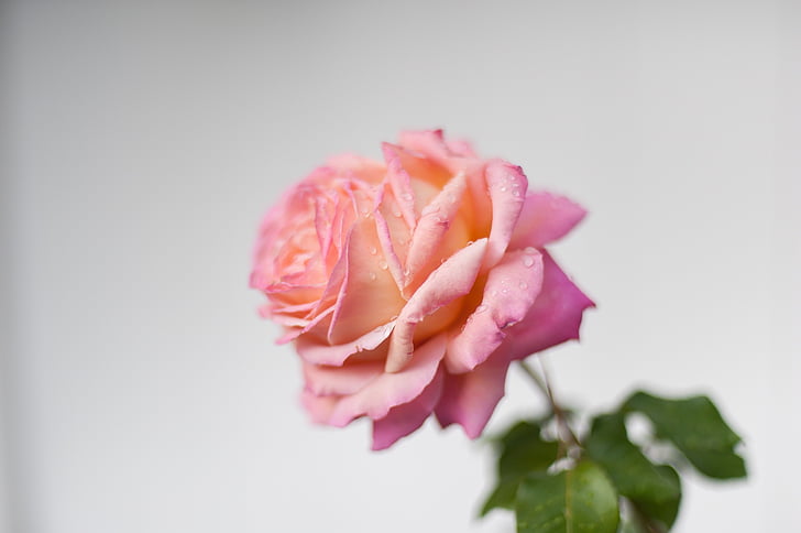 gėlė, Gamta, rožinė rožė, Rožė, rožinės spalvos, pažeidžiamumo, Žiedlapis