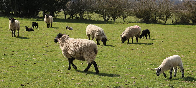 овець, Лемб, поле, ферми, Сільське господарство, вовна, Тваринництво