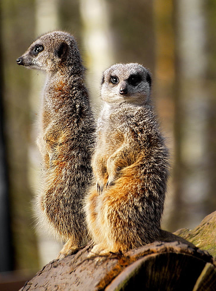 Meerkat, άγρια, Ζωολογικός Κήπος, ζώο, θηλαστικό, στέκεται, άγρια φύση