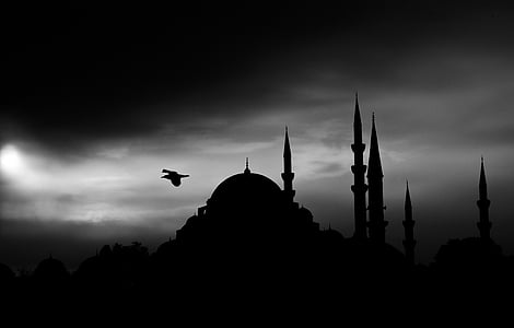 bird, black-and-white, dark, silhouette