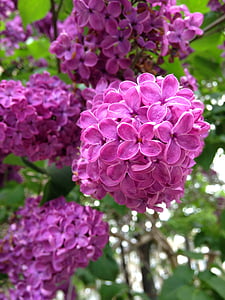 lilac, garden, purple flower