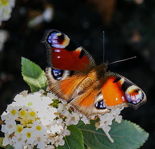 insectos, mariposa, pavo real, ala, volar, flor, floración