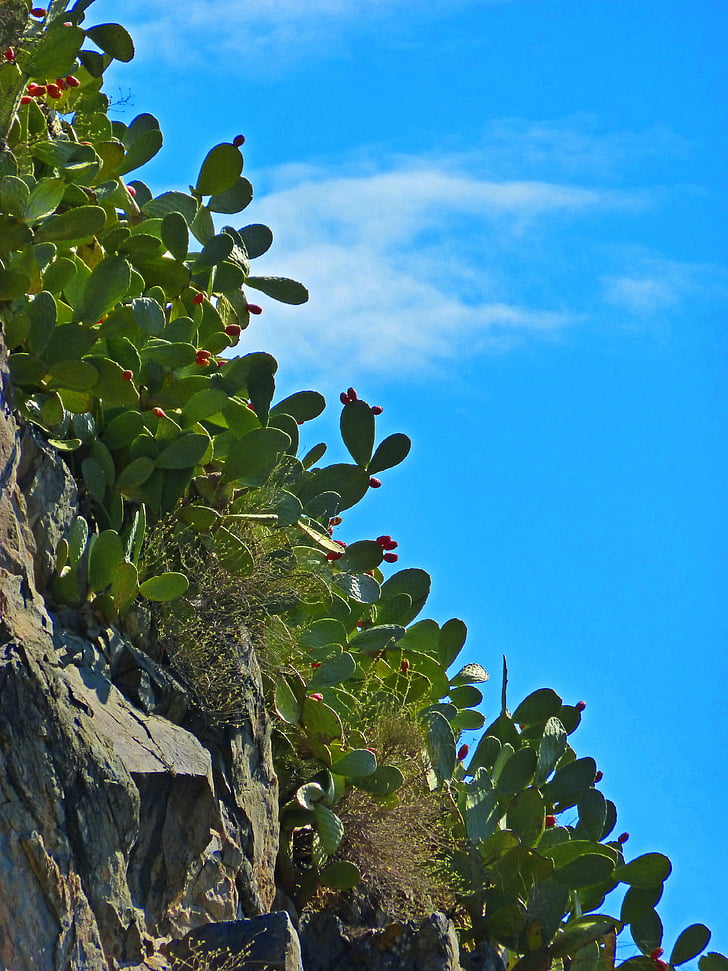 prickly pear, cactus, rock, sky
