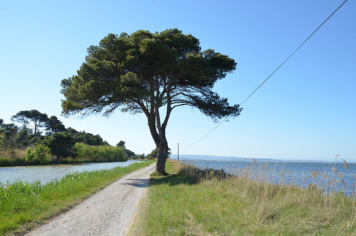 boom, weg, Lake, kanaal, Zuid-Frankrijk, Etang de bages