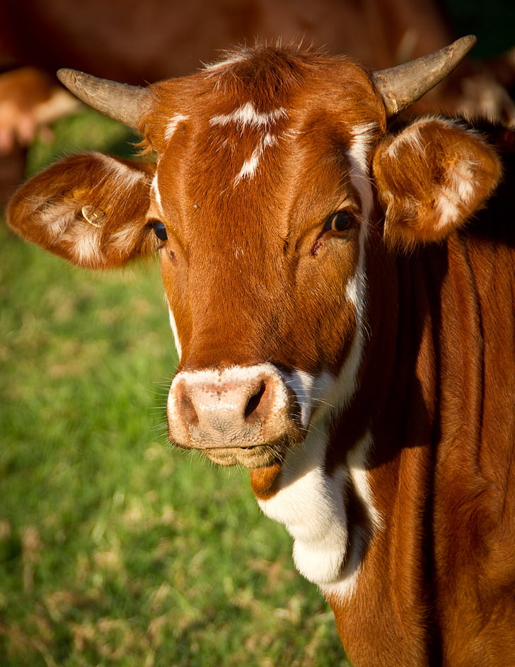 oksekød, brun, Bull, kalv, kvæg, ko, Farm