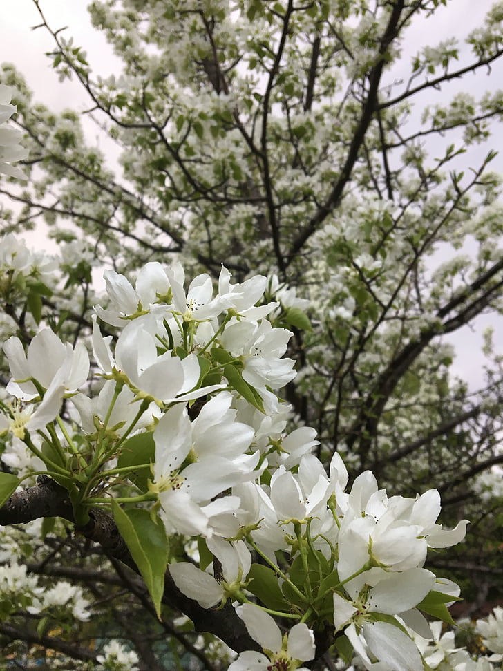 primavera, flor de manzano, flores de manzana