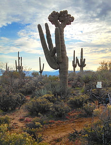 Arizona, Saguaro, Cactus, woestijn, planten, natuur, Mountians