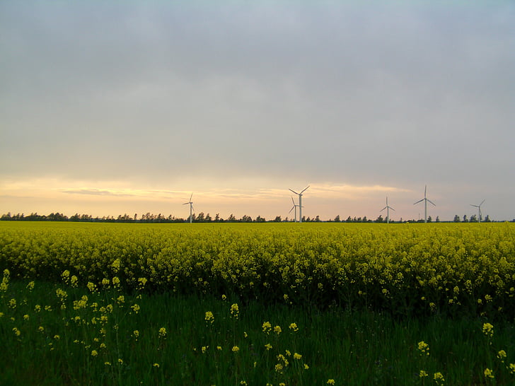 oilseed rape, field of rapeseeds, rügen, windmills, northern germany, landscape, sky