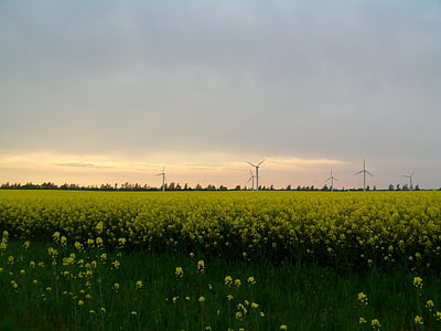 violación de semilla oleaginosa, campo de colza, Rügen, molinos de viento, norte de Alemania, paisaje, cielo