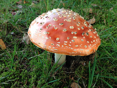 fly agaric, gift, toxic, unfit for human consumption, dangerous, warning, red