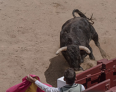 Trat, torero, bullfighters, prodaja, Madrid, biki, Španija