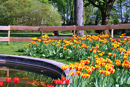 fence, pond, flowers, garden, spring, tulip, vibrant