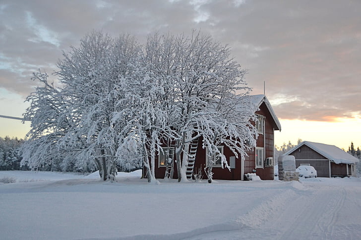 Lapponia, Svezia, neve, paesaggio, inverno, freddo - temperatura, albero