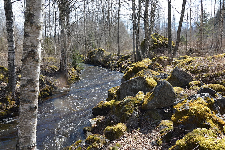 Sungai, batu, Lumut, Birch, pohon, alam, hutan