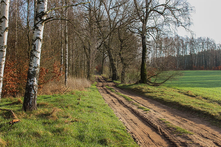 yol, alan, Orman, doğa, Yeşil, Bahar, Polonya
