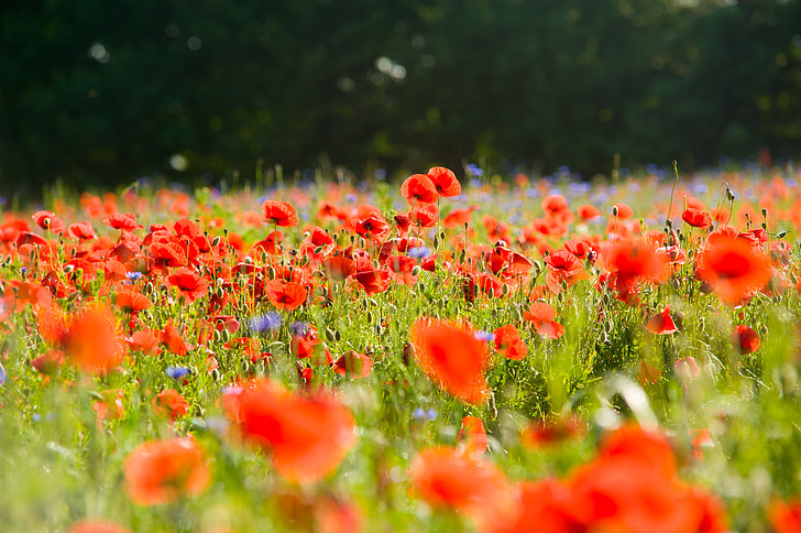 field of poppies, poppy, poppies, klatschmohn, flowers, field, landscape