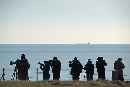 fotògraf, lents de telefoto, en acció, fotografia, fotografia d'aus, observació d'aus, Helgoland