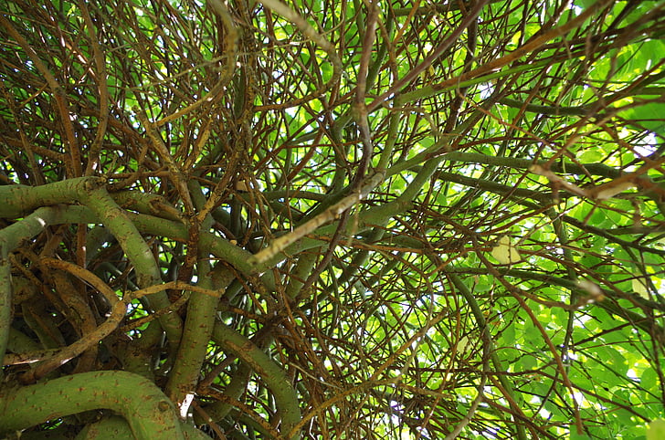 boom, Willow, natuur, groen
