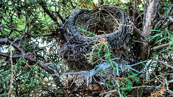 nest, vogel, vogel nest, boom, tak, moeder, dieren in het wild