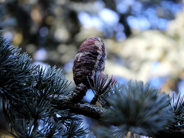 conos de pino, tannenzweig, rama, Abeto, grifo, invierno, naturaleza