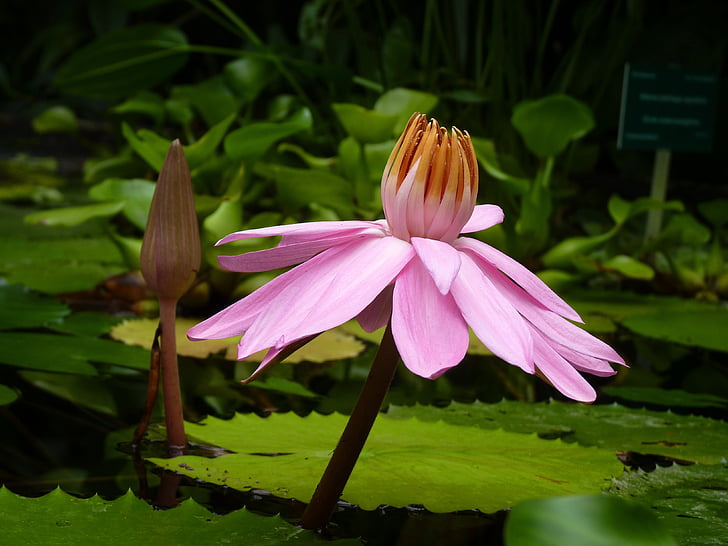 Blume, Wasseraufbereitungsanlage, Teich, Wasser, Zerbrechlichkeit, Blütenblatt, Blütenkopf