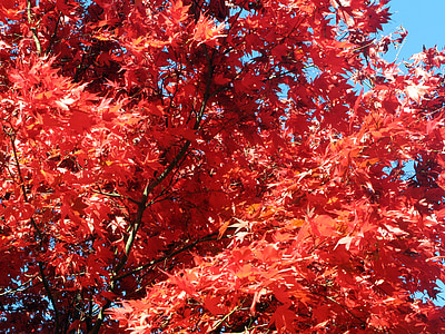 blade, efterår, solen, efterårsblade, falder, natur, rød