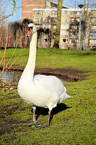 Swan, hrdý, biela, vták, lietať, krídla, pierko