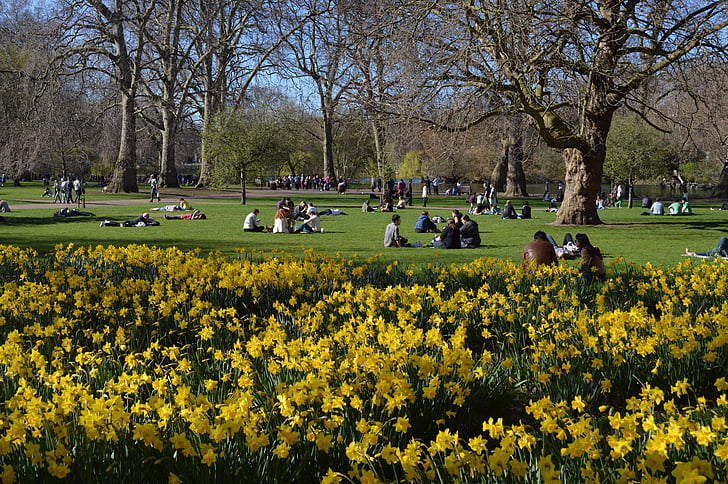 St james's Park'a, Londra, Westminster, Park, İngiltere, seyahat, doğa