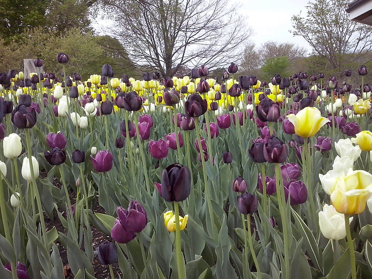 tulips, flowers, nature