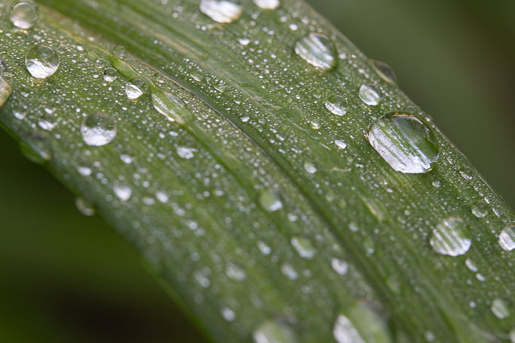 Laub, Regentropfen, Garten, nach dem Regen, grünes Blatt, einfach Wasser einfüllen, Regentropfen