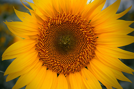 vara, floarea-soarelui, galben