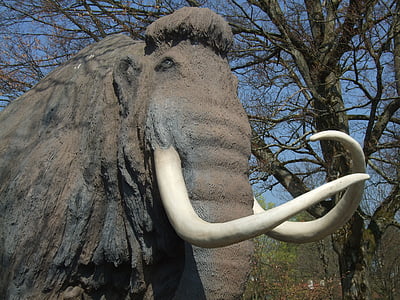 mamut, animale, colţi