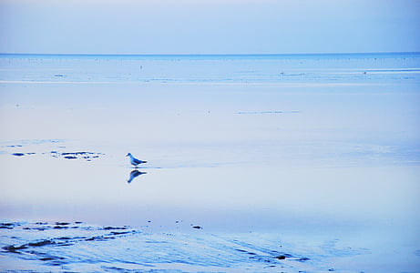 gris, ocell, platja, vora del mar, diürna, Mar, Gavina