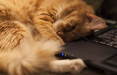 macska, vörös hajú macska, PET, notebook, álom, házimacska, Háziállat