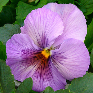 三色堇, 绽放, 花, 特写, 宏观, 淡紫色, 花