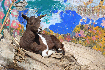 goat, grafitti, tree trunks, sun, petting zoo, animal, nature