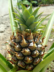 pineapple, tropical fruit, vegetable, fruit, food, freshness, nature