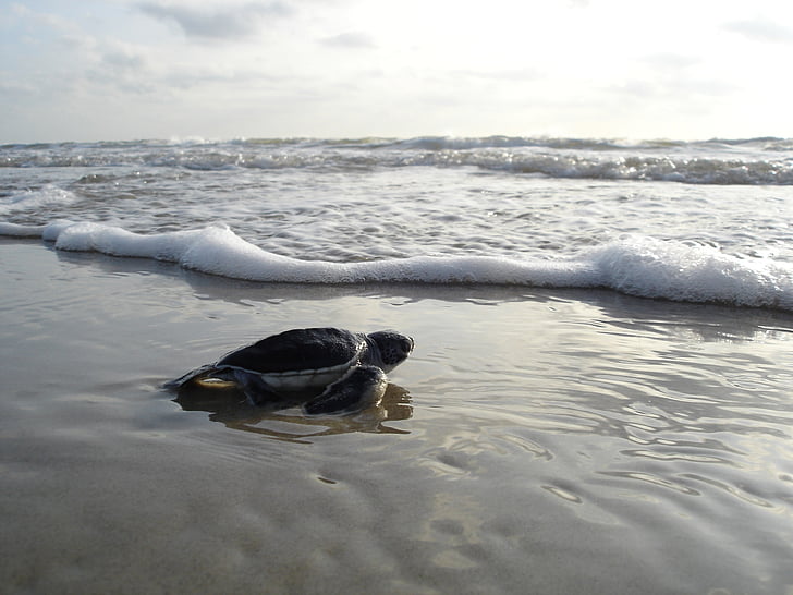 Зелена черепаха, Hatchling, пляж, океан, Surf, пісок, дикої природи