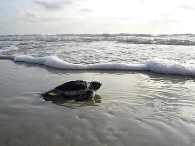 vihreä meri kilpikonna, hatchling, Beach, Ocean, Surf, Sand, Wildlife