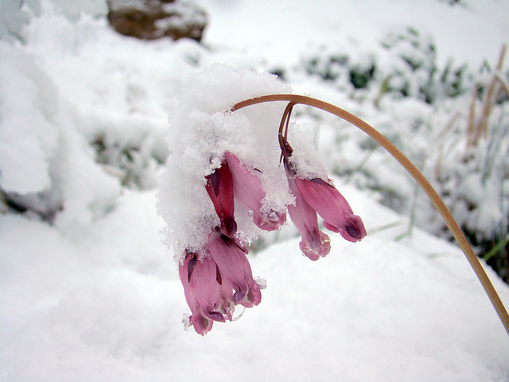 snow, frozen, cold, flower
